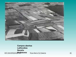 Campos abertos Latifundios Secaño Herbáceos 