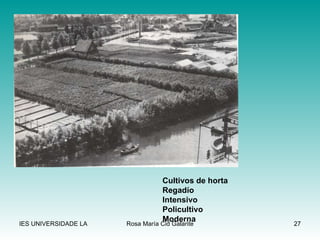 Cultivos de horta Regadío Intensivo Policultivo Moderna 