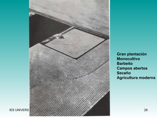 Gran plantación Monocultivo Barbeito Campos abertos Secaño Agricultura moderna 