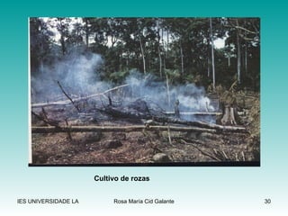 Cultivo de rozas 