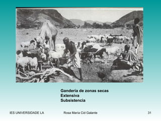 Gandería de zonas secas Extensiva Subsistencia 