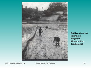Cultivo de arroz Intensivo Regadío Monocultivo Tradicional 
