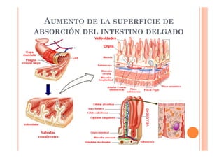 AUMENTO DE LA SUPERFICIE DE 
ABSORCIÓN DEL INTESTINO DELGADO 
 