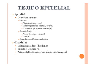 TEJIDO EPITELIAL 
 Epitelial 
 De revestimiento 
 Simple 
 Plano (arteria, vena) 
 Cúbico (glándula salivar, ovario) 
 Cilíndrico: (duodeno, estómago) 
 Estratificado 
 Plano: (esófago, lengua) 
 Cúbico 
 Pseudoestratificado: (tráquea) 
 Glandular 
 Células aisladas: (duodeno) 
 Tubular: (estómago) 
 Acinar: (glándula salivar, páncreas, tráquea) 
 