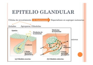 EPITELIO GLANDULAR 
Células de revestimiento D. Embrionario Especializan en segregar sustancias 
Aisladas Agruparse: Glándulas 
Exocrinas 
Conducto que segregan al 
exterior o al interior de 
órganos huecos Endocrinas 
No conducto 
Vierten a VS 
Hm 
Mixtas 
secreción interna y externa 
Páncreas. 
 