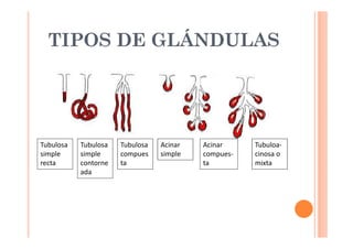 TIPOS DE GLÁNDULAS 
Tubuloa-cinosa 
o 
mixta 
Tubulosa 
simple 
contorne 
ada 
Tubulosa 
compues 
ta 
Acinar 
simple 
Tubulosa 
simple 
recta 
Acinar 
compues-ta 
 