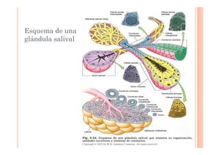 Esquema de una 
glándula salival 
 