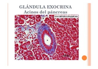 GLÁNDULA EXOCRINA 
Acinos del páncreas 
 