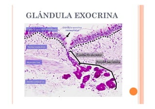 GLÁNDULA EXOCRINA 
 