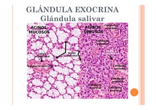 GLÁNDULA EXOCRINA 
Glándula salivar 
 