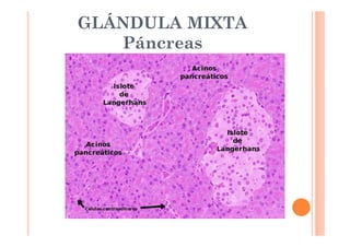 GLÁNDULA MIXTA 
Páncreas 
 