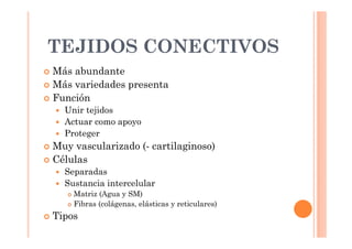 TEJIDOS CONECTIVOS 
 Más abundante 
 Más variedades presenta 
 Función 
 Unir tejidos 
 Actuar como apoyo 
 Proteger 
 Muy vascularizado (- cartilaginoso) 
 Células 
 Separadas 
 Sustancia intercelular 
 Matriz (Agua y SM) 
 Fibras (colágenas, elásticas y reticulares) 
 Tipos 
 