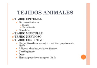 TEJIDOS ANIMALES 
 TEJIDO EPITELIAL 
 De revestimiento 
 Simple 
 Estratificado 
 Glandular 
 TEJIDO MUSCULAR 
 TEJIDO NERVIOSO 
 TEJIDO CONECTIVO 
 Conjuntivo (laxo, denso) o conectivo propiamente 
dicho 
 Adiposo (hialino, elástico, fibroso) 
 Cartilaginoso 
 Óseo 
 Hematopoyético o sangre / Linfa 
 