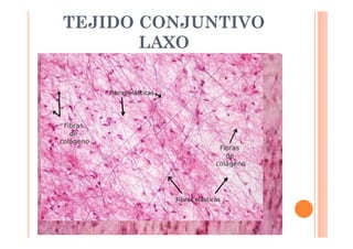 TEJIDO CONJUNTIVO 
LAXO 
 SI con fibras separadas 
 Dermis superficial, pleuras, peritoneo, pericarpio, 
mesenterios 
 Deformable: Ligeros desplazamiento de órganos 
 Función: Unir tejidos(No rígidamente) 
 Da lugar a los demás 
 