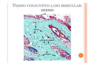 TEJIDO CONJUNTIVO LAXO IRREGULAR: 
DERMIS 
 