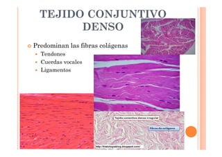 TEJIDO CONJUNTIVO 
DENSO 
 Predominan las fibras colágenas 
 Tendones 
 Cuerdas vocales 
 Ligamentos 
 