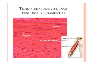 TEJIDO CONJUNTIVO DENSO 
TENDONES Y LIGAMENTOS 
 