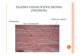 TEJIDO CONJUNTIVO DENSO 
(TENDON) 
Fibroblastos 
Sust. Fundamental 
Fibras de colágeno 
 