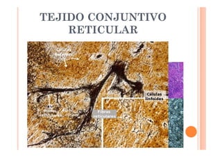 TEJIDO CONJUNTIVO 
RETICULAR 
 Predominan fibras reticulares 
 Forman un armazón para sujetar células que 
formar ciertos órganos: 
 Hígado 
 Órganos hematopoyéticos 
 Bazo 
 Timo 
 Ganglios linfáticos 
 Médula ósea 
 