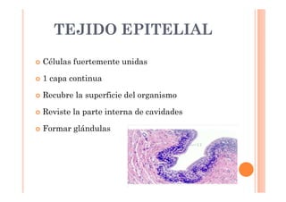TEJIDO EPITELIAL 
 Células fuertemente unidas 
 1 capa continua 
 Recubre la superficie del organismo 
 Reviste la parte interna de cavidades 
 Formar glándulas 
 