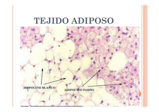 TEJIDO ADIPOSO 
 Similar al TCLaxo 
 Células: Adipocitos, especializadas en acumular grasa 
 Función 
 Reserva energética 
 Aislante térmico 
 Protector (Riñón) 
 Tipos 
 Amarillo 
 Adultos 
 Almacenan una gota de grasa 
 Pardo 
 Feto y lactante y mamíferos hibernantes 
 Acumula varias gotitas de grasa 
 