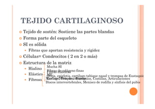 TEJIDO CARTILAGINOSO 
 Tejido de sostén: Sostiene las partes blandas 
 Forma parte del esqueleto 
 SI es sólida 
 Fibras que aportan resistencia y rigidez 
 Células= Condrocitos ( 2 en 2 o más) 
 Estructura de la matriz 
 Hialino 
 Elástico 
 Fibroso 
Mucha SI 
Fibras de colágeno finas 
ME 
Laringe, Tráquea, Bronquios, Costillas, Articulaciones 
Fibras elásticas 
Oreja, epiglotis, cartílago tabique nasal y trompas de Eustaquio 
Muchas fibras de colágeno 
Discos intervertebrales, Menisco de rodilla y sínfisis del pubis 
 