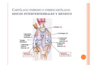 CARTÍLAGO FIBROSO O FIBROCARTÍLAGO: 
DISCOS INTERVERTEBRALES Y MENISCO 
 