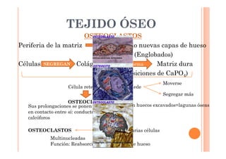 TEJIDO ÓSEO 
OSTEOCLASTOS 
Periferia de la matriz Depositando nuevas capas de hueso 
(Englobados) 
Células SEGREGAN Colágeno Transforma 
Matriz dura 
(Deposiciones de CaPO4) 
Célula retenida NO puede 
Moverse 
Segregar más 
OSTEOCITOS Estrellada 
Situados en huecos Sus prolongaciones se ponen excavados=lagunas óseas 
en contacto entre sí: conductos 
calcóforos 
OSTEOCLASTOS Unión de varias células 
Multinucleadas 
Función: Reabsorción y destrucción de hueso 
 