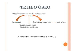 TEJIDO ÓSEO 
Osteoclastos excavan túneles en hueso viejo 
Osteoblastos 
Se sitúan en las paredes Matriz ósea 
Capilar va creciendo 
Administrar nutrientes 
HUESOS SE REMODELAN CONTINUAMENTE 
 