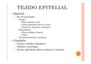 TEJIDO EPITELIAL 
 Epitelial 
 De revestimiento 
 Simple 
 Plano (arteria, vena) 
 Cúbico (glándula salivar, ovario) 
 Cilíndrico: (duodeno, estómago) 
 Estratificado 
 Plano: (esófago, lengua) 
 Cúbico 
 Pseudoestratificado: (tráquea) 
 Glandular 
 Células aisladas: (duodeno) 
 Tubular: (estómago) 
 Acinar: (glándula salivar, páncreas, tráquea) 
 