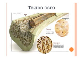 TEJIDO ÓSEO 
compacto 
 