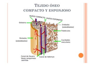 TEJIDO ÓSEO 
COMPACTO Y ESPONJOSO 
(osteoblastos) 
Endostio 
(osteoblastos) 
 