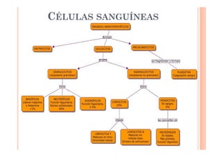 CÉLULAS SANGUÍNEAS 
 