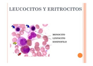 LEUCOCITOS Y ERITROCITOS 
MONOCITO 
LINFOCITO 
EOSINOFILO 
 