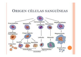 ORIGEN CÉLULAS SANGUÍNEAS 
 