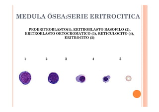 MEDULA ÓSEA:SERIE ERITROCITICA 
PROERITROBLASTO(1), ERITROBLASTO BASOFILO (2), 
ERITROBLASTO ORTOCROMATICO (3), RETICULOCITO (4), 
ERITROCITO (5) 
1 2 3 4 5 
 