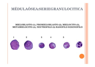 MÉDULAÓSEA:SERIEGRANULOCITICA 
MIELOBLASTO (1), PROMIELOBLASTO (2), MIELOCITO (3), 
METAMIELOCITO (4), NEUTROFILO (5) BASOFILO EOSINOFILO 
1 2 3 4 5 
 
