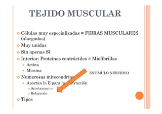 TEJIDO MUSCULAR 
 Células muy especializadas = FIBRAS MUSCULARES 
(alargadas) 
 Muy unidas 
 Sin apenas SI 
 Interior: Proteínas contráctiles = Miofibrillas 
 Actina 
 Miosina 
 Numerosas mitocondrias 
 Aportan la E para la contracción 
 Acortamiento 
 Relajación 
 Tipos 
ESTÍMULO NERVIOSO 
 