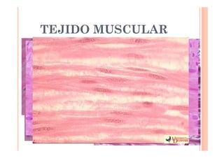TEJIDO MUSCULAR 
 LISO 
 Fibras alargadas 
 Forma de huso 
 Contracción: Deslizamiento de la A y M 
 Contracción involuntaria 
 Contracción lenta pero sostenida 
 Controlada por el SNA 
 Pared de órganos cuyo control NO depende de 
nuestra voluntad 
 Tubo digestivo 
 Vejiga 
 Vasos sanguíneos 
 Útero 
 