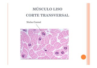 MÚSCULO LISO 
CORTE TRANSVERSAL 
Núcleo Central 
 