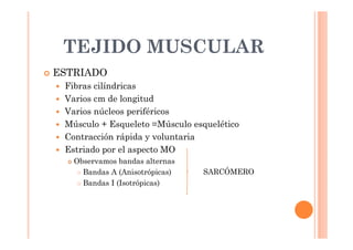 TEJIDO MUSCULAR 
 ESTRIADO 
 Fibras cilíndricas 
 Varios cm de longitud 
 Varios núcleos periféricos 
 Músculo + Esqueleto =Músculo esquelético 
 Contracción rápida y voluntaria 
 Estriado por el aspecto MO 
 Observamos bandas alternas 
 Bandas A (Anisotrópicas) 
 Bandas I (Isotrópicas) 
SARCÓMERO 
 