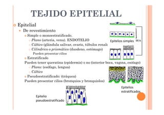 TEJIDO EPITELIAL 
 Epitelial 
 De revestimiento 
 Simple o monoestratificado. 
 Plano (arteria, vena). ENDOTELIO 
 Cúbico (glándula salivar, ovario, túbulos renales) 
 Cilíndrico o prismático (duodeno, estómago) 
Pueden presentar cilios 
 Estratificado 
Pueden tener queratina (epidermis) o no (interior boca, vagina, esófago) 
 Plano: (esófago, lengua) 
 Cúbico 
 Pseudoestratificado: (tráquea) 
Pueden presentar cilios (bronquios y bronquiolos) 
Epitelios simples 
Epitelio 
pseudoestratificado 
Epitelios 
estratificados 
 