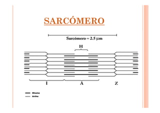 SARCÓMERO 
 