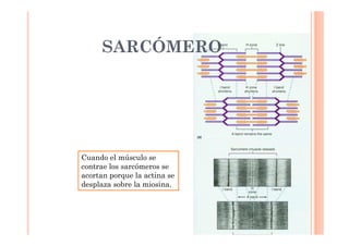 SARCÓMERO 
Cuando el músculo se 
contrae los sarcómeros se 
acortan porque la actina se 
desplaza sobre la miosina. 
 