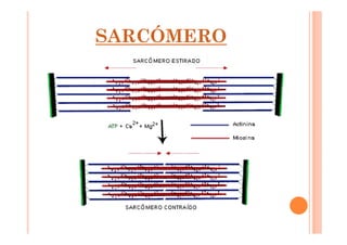 SARCÓMERO 
 