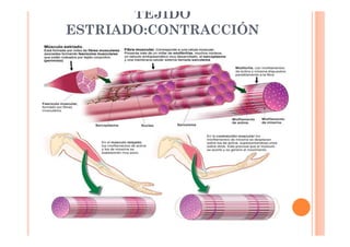 TEJIDO 
ESTRIADO:CONTRACCIÓN 
 