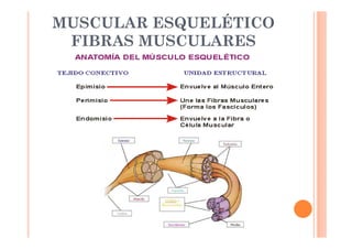 MUSCULAR ESQUELÉTICO 
FIBRAS MUSCULARES 
 