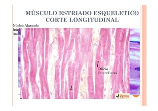 MÚSCULO ESTRIADO ESQUELETICO 
CORTE LONGITUDINAL 
Núcleo Alargado 
N(múucllteion Oucvlaela dceons)trado 
(mononucleados) Estrias 
Estrias 
Transversales 
Discos 
intercalares 
Núcleo en la 
Periferia 
 