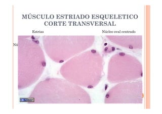 MÚSCULO ESTRIADO ESQUELETICO 
CORTE TRANSVERSAL 
Estrias Núcleo oval centrado 
Núcleo Alargado y Periférico 
Estrías 
 
