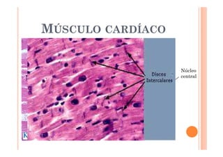 MÚSCULO CARDÍACO 
 Variedad del tejido muscular esquelético 
 Función 
 Mantener el latido cardiaco 
 Contracción independiente a nuestra voluntad 
 Células uninucleadas 
 Estrías 
 Bifurcadas 
 Uniéndose; Discos intercalares 
Núcleo 
central 
 